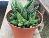 Catchy Indoor Plants Online To Bring Warmth