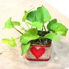 Some Beneficial Choices To Buy Indoor Plants Online