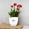 Buy Online Indoor Plants To Give A Surprise Moment - TheOmniBuzz