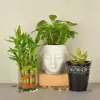 Buy Plants Online | Money Plants &amp; Lucky Bamboo Plants Online - MyFlowerTree