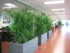 Some Best Office Indoor Plants To Energize Your Space