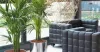 Indoor Plants Melbourne: Indoor Plants Melbourne : What They Offer and Why You Should Have Them?