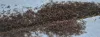 Identifying Pavement Ants - Pavment Ants Control Services | Installmart