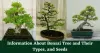 Get Complete Information About Bonsai Tree &amp; Their Types, and Seeds