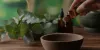 SOM Extracts - Must Trusted Mint Products Manufacturer &amp; Exporter in India
