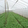 5 Important Qualities of Insect Netting for Garden