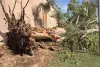 Tree Care Services Tempe AZ | Trees for Needs