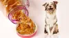 Boiled Chicken Breast for Dog