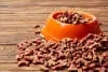 Great Ways To Incorporate CBD Into Your Dog’s Diet - DogExpress