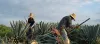 Soil testing in Mexico - Microbiometer