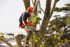 Tree Removal services In Toronto
