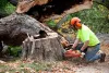 Toronto Tree Trimming And Pruning Services