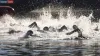 It’s Florian Wellbrock, Leonie Beck over for Germany in a long-distance Olympic marathon swimming race – Rugby World Cup Tickets | Olympics Tickets | Paris 2024 Tickets | Asia Cup Tickets | Cricket World Cup Tickets
