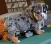 English Bulldog puppies 
