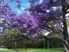 Best Spots to Admirable Jacaranda Blooming Season in Sydney