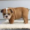 Home - Diamond puppies for sale