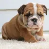 Home - Diamond puppies for sale