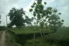 tea manufacturers in india