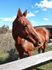 Equine Therapy in Victoria | Our Herd