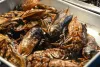  Bedbugs Control Melbourne