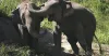 What to know about Jim Corbett National Park and Surroundings
