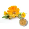 organic calendula powder, calendula powder supplier, bulk calendula powder