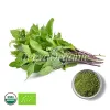 Organic Holy Basil Powder Supplier | Bulk Tulsi Powder Supplier
