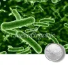 lactobacillus salivarius, bulk lactobacillus salivarius, lactobacillus salivarius supplier