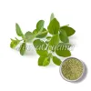 oregano benefits, oregano powder, bulk oregano, oregano powder benefits, organic oregano powder, organic oregano powder uses