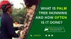 Skinning Palm Trees: What, Why &amp; How Often