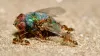  Ant Control Melbourne