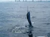 South Florida sailfish charters