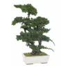 Preserved Bonsai Trees &amp; Conifers, Dubai | Siji Greenhouse