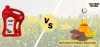 Kachi Ghani vs Ordinary Mustard Oil - A Detailed Comparison