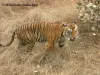 Help Kanha Safari booking | Kanha Jungle Safari booking