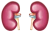 Ayurvedic Chronic Kidney Disease Treatment to Prevent Kidney Damage