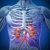Kidney donor - Find a kidney donor near me, What is the kidney donation process? and kidney transplant risks?