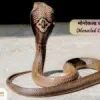 Indian Snake | Get Snake Images With Name &amp; List- Indiansnake.com