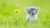 Tips for Training Your Cat for Summer - HankPets