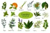 Learn how to make essential oils and the best essential oils
