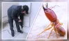 Termite Control Services in Gurgaon, Faridabad, 