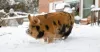 Kunekune Pig Feeding Chart What Do Kunekune Pigs Eat + Diet Guide