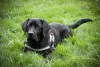 How To Care For An Abused Dog - Love Lab World