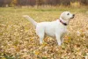 Labrador Puppy Collar Size Guide - What Size Puppy Collar Do I Need?