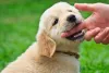 Why do Labrador Puppies Bite and How to Fix It? - Love Lab World
