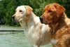 How To Manage Your Labs Shedding - Love Lab World