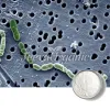 lactobacillus brevis powder, bulk lactobacillus brevis powder, lactobacillus brevis powder supplier