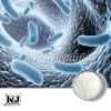 lactobacillus reuteri powder, bulk lactobacillus reuteri , bulk lactobacillus reuteri supplier