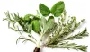 Essential Oils | Ecodrop