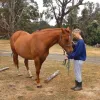 Equine Therapy for Social Emotional Learning - HEAL